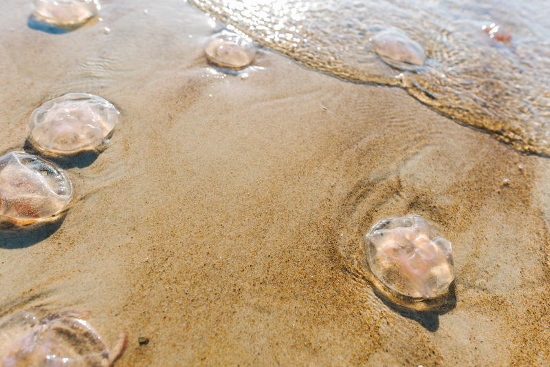 Delaware beaches are experiencing a higher-than-usual number of jellyfish this summer. Delaware beaches are experiencing a higher-than-usual number of jellyfish this summer.