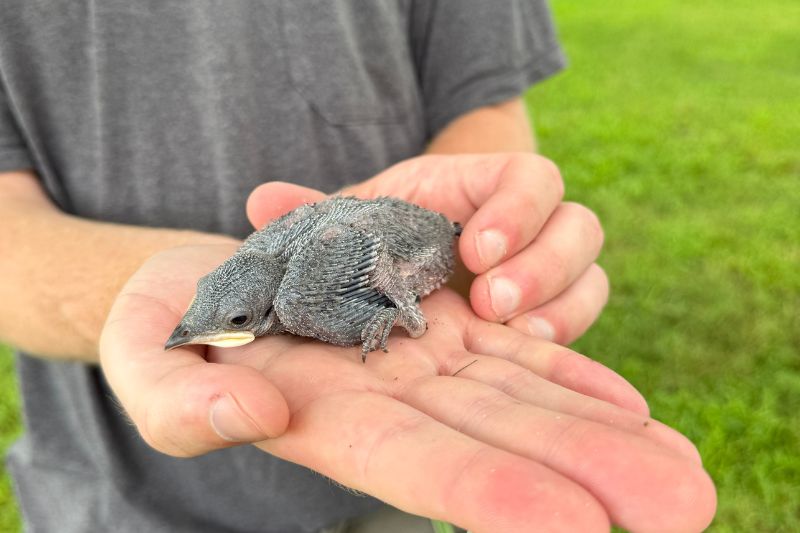 Will Krohn holds a purple martin chick in the palm of his hand. This purple martin chick was just a couple weeks old. Will Krohn holds a purple martin chick in the palm of his hand. This purple martin chick was just a couple weeks old.