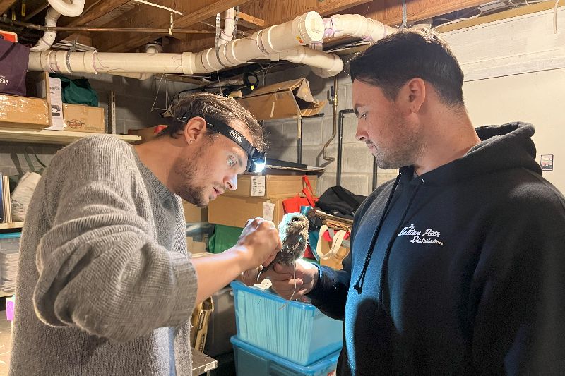 Aaron Coolman (left) attaches a Motus transmitter to a northern saw-whet owl as his assistant (right) holds the owl. Aaron Coolman (left) attaches a Motus transmitter to a northern saw-whet owl as his assistant (right) holds the owl.