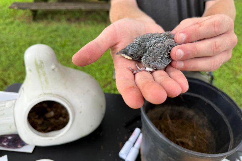 Will Krohn holds a purple martin chick in the palm of his hand, showing one of the white bands on its legs that will help Krohn track its location. Will Krohn holds a purple martin chick in the palm of his hand, showing one of the white bands on its legs that will help Krohn track its location.