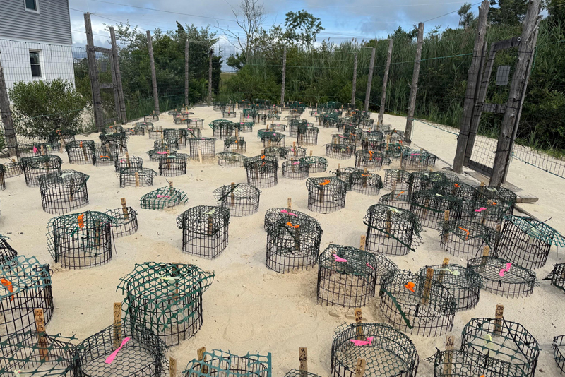 Each terrapin nest gets a metal wire cage placed on top with its sides dug into the ground about 8 inches to prevent predation from crows, foxes and racoons. There are about 240 nests at the site in Barnegat Light, New Jersey, where Melanson is working.