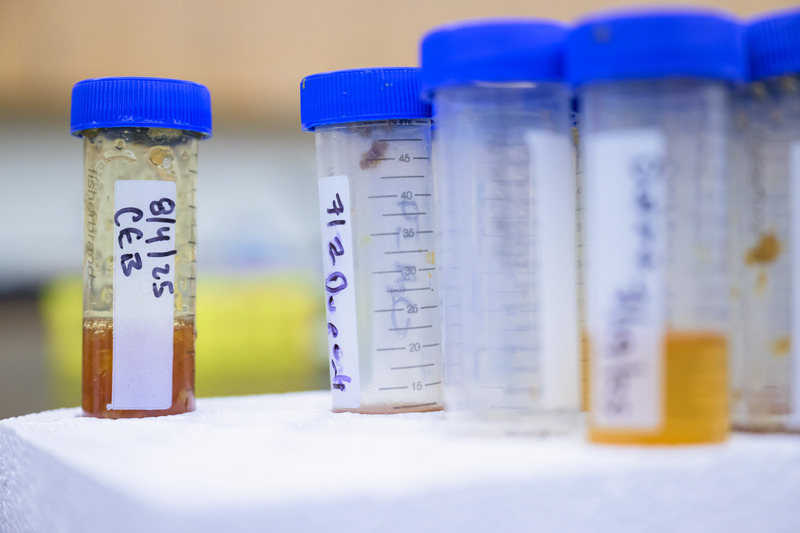 Honey samples await testing. The pollen in honey can be used to determine what plants bees select when collecting nectar.