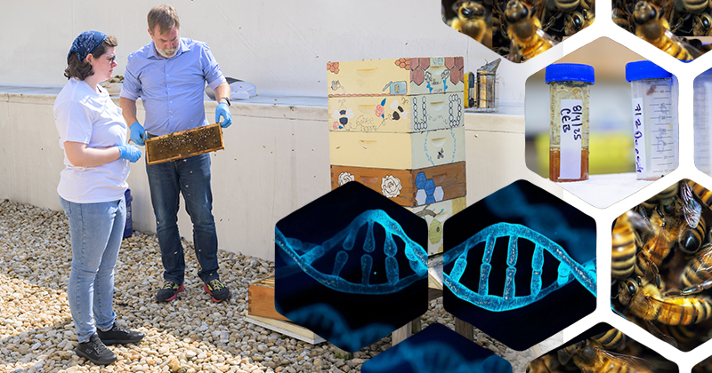 University of Delaware student Jillian Haverly is analyzing DNA from honey to learn about the plants bees frequent when connecting nectar.
