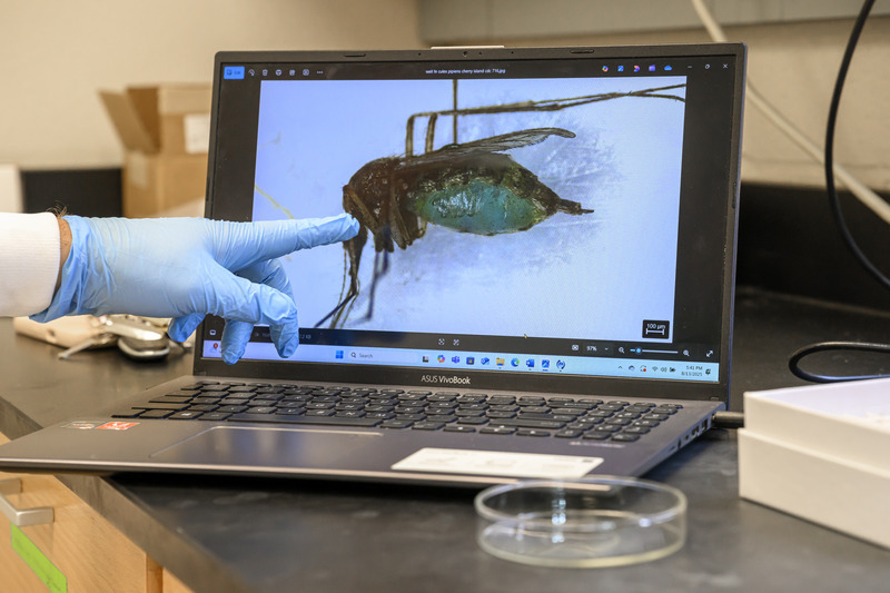 Winter points to blue coloring in a mosquito’s stomach, which indicates it fed on honey that was coated on an FTA card.