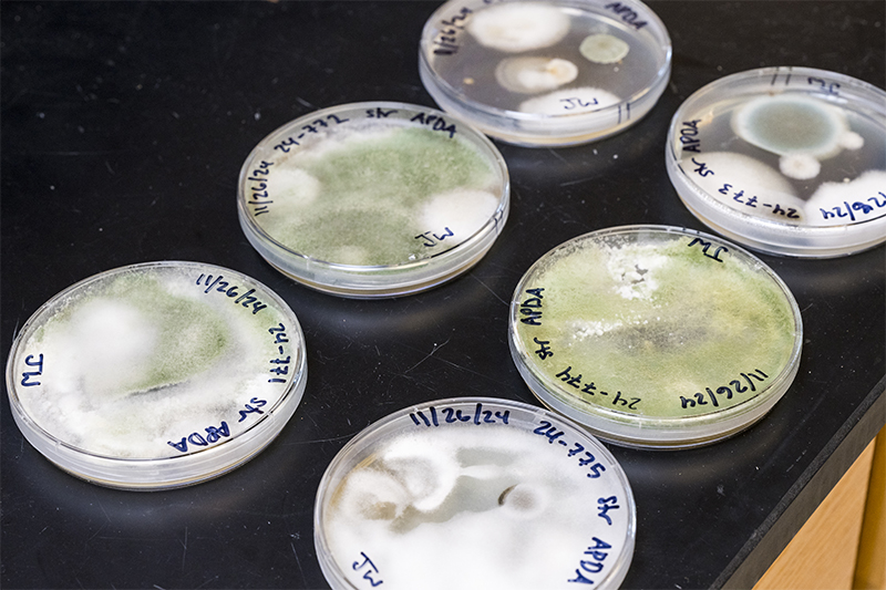 The UD Plant Diagnostics Clinic receives plant samples from homeowners, farmers and nurseries across Delaware and the surrounding states to analyze for issues such as viruses, fungi and insect damage.