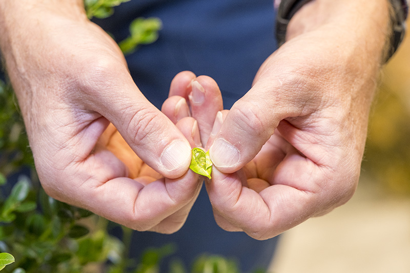  Kunkel investigates insect invasion on ornamental plants across Delaware and its surrounding states — from New Jersey into Pennsylvania, as far south as Eastern Shore, Virginia, and as far west as Frederick, Maryland.