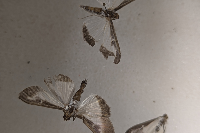 Students in the Kunkel Lab were able to inspect and pin the boxtree moths after the caterpillars hatched.
