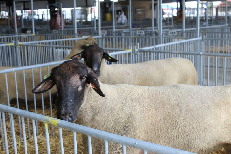 Numerous 4-H children and teens will participate in animal showing competitions at the Delaware State Fair. 