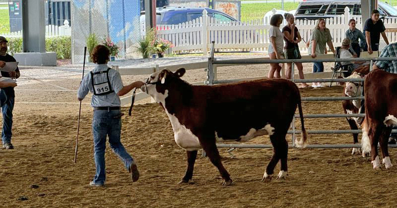 Children and teens show livestock, such as cows, during the Delaware State Fair.