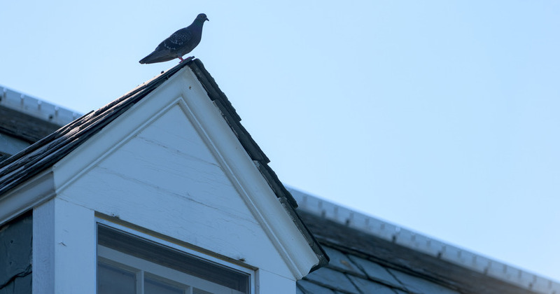 Campus candid - bird on roof Campus candid - bird on roof