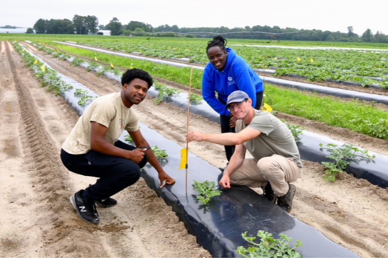 Mafuwe (center) works with Todd Harrison (left) and Ben Sammarco (right) at the Carvel Research and Education Center, UD's 347-acre agriculture research experimental station and Sussex Cooperative Extension, to test her AI prototype. 