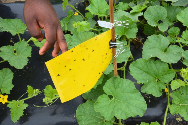 Mafuwe’s AI tool can analyze a sticky card of insects, like the one shown above, to determine if increased pest management systems need to be put in place throughout the field based on the AI’s algorithm. Mafuwe hopes to implement her prototype across a variety of crop systems such as mushrooms, watermelon, tomatoes and beans. 