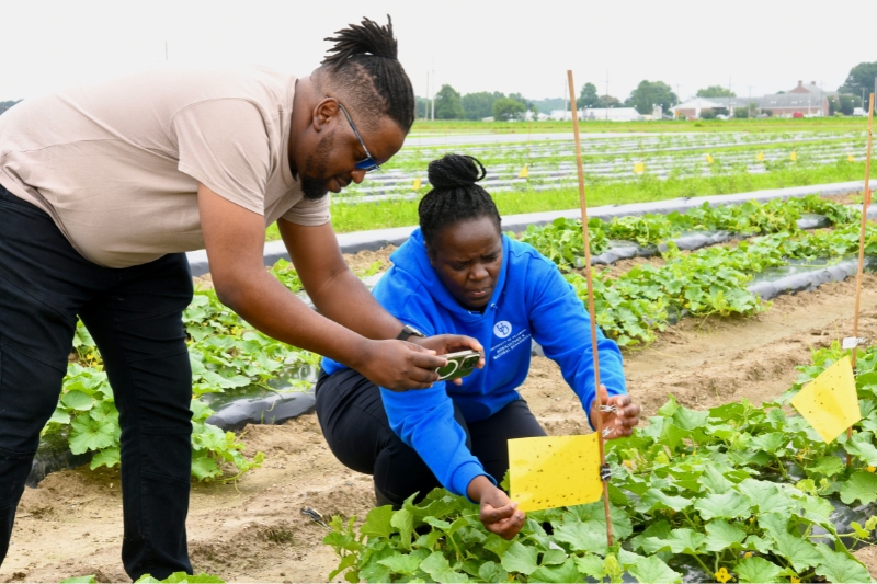 Entomology Ph.D. student Kudzai Mafuwe uses artificial intelligence to improve pest management in agriculture