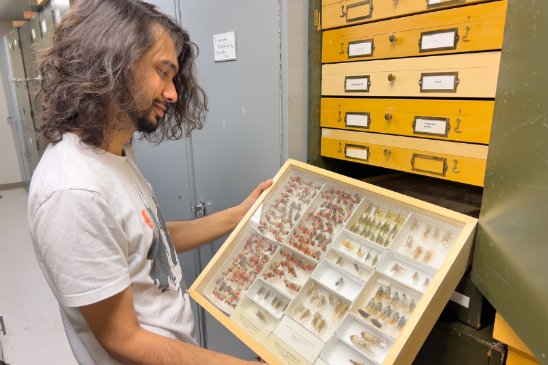 Over the years, the UDCC has accumulated more than 350,000 specimens and become a research and educational center for entomology students like Hendrix. Over the years, the UDCC has accumulated more than 350,000 specimens and become a research and educational center for entomology students like Hendrix.