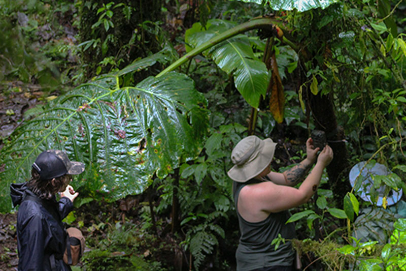 UD students Ryan Van Hilst, Skylar Foland and Ang Campanelli set up a camera trap in the Children's Eternal Rainforest during a study abroad course in Costa Rica. Junior Grace Ferry took the photo and said the group strategically placed cameras along wildlife trails. The camera traps allowed the class to monitor and identify wildlife in the area. UD students Ryan Van Hilst, Skylar Foland and Ang Campanelli set up a camera trap in the Children's Eternal Rainforest during a study abroad course in Costa Rica. Junior Grace Ferry took the photo and said the group strategically placed cameras along wildlife trails. The camera traps allowed the class to monitor and identify wildlife in the area.