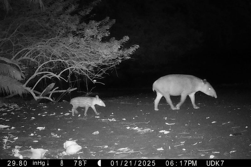 Tapirs are large, herbivorous mammals with short, prehensile nose trunks. Tapirs are large, herbivorous mammals with short, prehensile nose trunks.