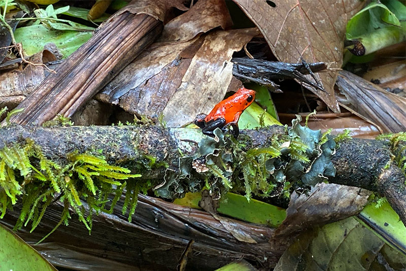 Hunt Kinnaird, an environmental science major, hoped to see poison dart frogs in the wild during the study abroad trip. But with only five days left of the course, the group saw 20 to 30 blue jean poison dart frogs, which have denim-colored legs and red bodies. Hunt Kinnaird, an environmental science major, hoped to see poison dart frogs in the wild during the study abroad trip. But with only five days left of the course, the group saw 20 to 30 blue jean poison dart frogs, which have denim-colored legs and red bodies.