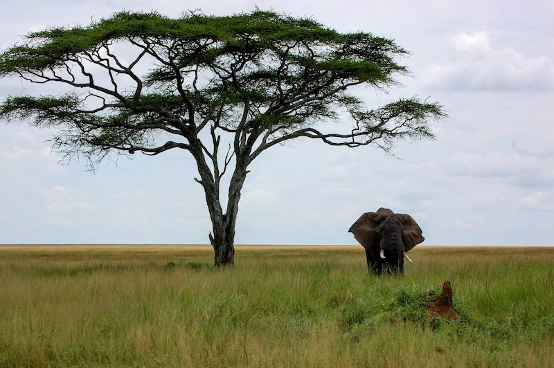 “Students see an elephant in the wild for the first time and all they can do is cry,” says Professor Jake Bowman, professor of wildlife ecology who leads a study abroad trip through Tanzania every year. “Students see an elephant in the wild for the first time and all they can do is cry,” says Professor Jake Bowman, professor of wildlife ecology who leads a study abroad trip through Tanzania every year.