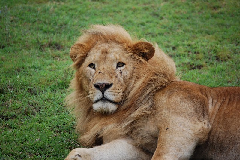 Blue Hens get (safely) up close and personal with the king of the jungle. Blue Hens get (safely) up close and personal with the king of the jungle.