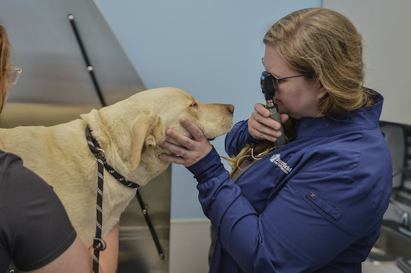 University of Delaware alumna Jessica Berkeridge treats a canine patient at Summit Bridge Veterinary Hospital in Bear, Delaware. Berkeridge opened the practice in 2019. She attributes her acceptance into veterinary school to the experiences she gained on the UD College of Agriculture and Natural Resources’ 350-acre working farm.