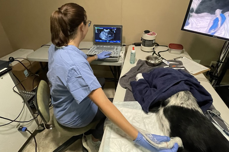 Sterk now works mainly in leadership, but still gets hours on the emergency room floor working with animals and clients. Sterk now works mainly in leadership, but still gets hours on the emergency room floor working with animals and clients.