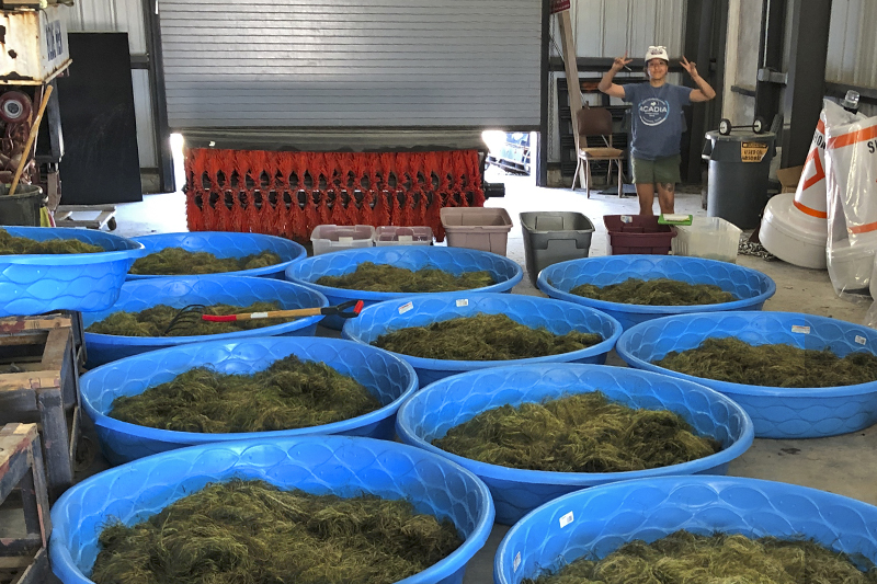 Widgeon grass is collected in tiny pools to be replanted in locations throughout Delaware. The shoots are placed in the pools until they mature. After a few weeks, the shoots are moved into big water tanks and air is vigorously pumped through the tanks to separate the seeds from the plant material. The seeds are then collected, stored and used in restoration projects. Widgeon grass is collected in tiny pools to be replanted in locations throughout Delaware. The shoots are placed in the pools until they mature. After a few weeks, the shoots are moved into big water tanks and air is vigorously pumped through the tanks to separate the seeds from the plant material. The seeds are then collected, stored and used in restoration projects.