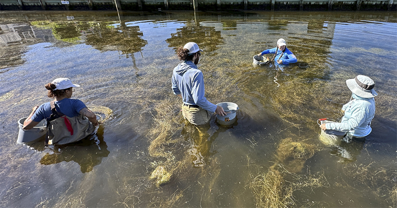 Staff from the Delaware Center for the Inland Bays collect seed shoots from submerged aquatic vegetation in South Bethany in May 2024. Staff from the Delaware Center for the Inland Bays collect seed shoots from submerged aquatic vegetation in South Bethany in May 2024.