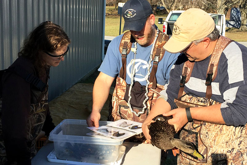 Rogerson (center) and colleagues record data before placing an identifying band on a duck’s leg as part of a wildlife study. Rogerson (center) and colleagues record data before placing an identifying band on a duck’s leg as part of a wildlife study.