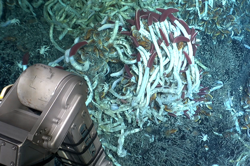 Along the East Pacific Rise, Tica and nearby hydrothermal vents have been the focus of intense research since 1991. The site has experienced volcanic eruptions since then, spaced approximately 15 to 20 years apart, but the effects have only been documented after the fact, sometimes months later. Each time, the vent-based ecosystems have rebounded. Along the East Pacific Rise, Tica and nearby hydrothermal vents have been the focus of intense research since 1991. The site has experienced volcanic eruptions since then, spaced approximately 15 to 20 years apart, but the effects have only been documented after the fact, sometimes months later. Each time, the vent-based ecosystems have rebounded.