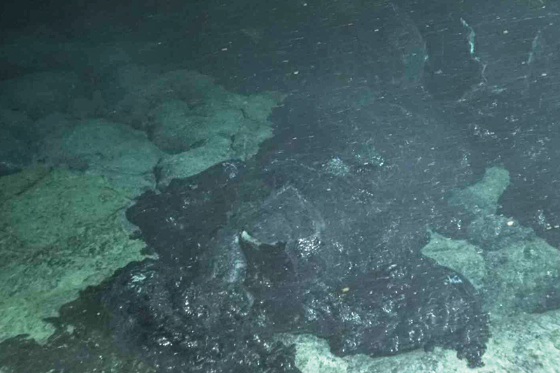 Through the hazy water following the rare eruption, the group inside the sub could see fresh basalt—hardened lava—covering dead stands of tubeworms. Through the hazy water following the rare eruption, the group inside the sub could see fresh basalt—hardened lava—covering dead stands of tubeworms.