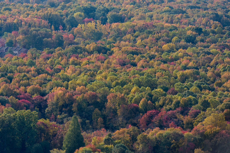In a new review, UD’s Rodrigo Vargas is among a group of leading forest scientists around the U.S. arguing that forest carbon market protocols are flawed and don’t ensure that issued carbon credits accurately account for reduced and removed carbon dioxide emissions. In a new review, UD’s Rodrigo Vargas is among a group of leading forest scientists around the U.S. arguing that forest carbon market protocols are flawed and don’t ensure that issued carbon credits accurately account for reduced and removed carbon dioxide emissions.