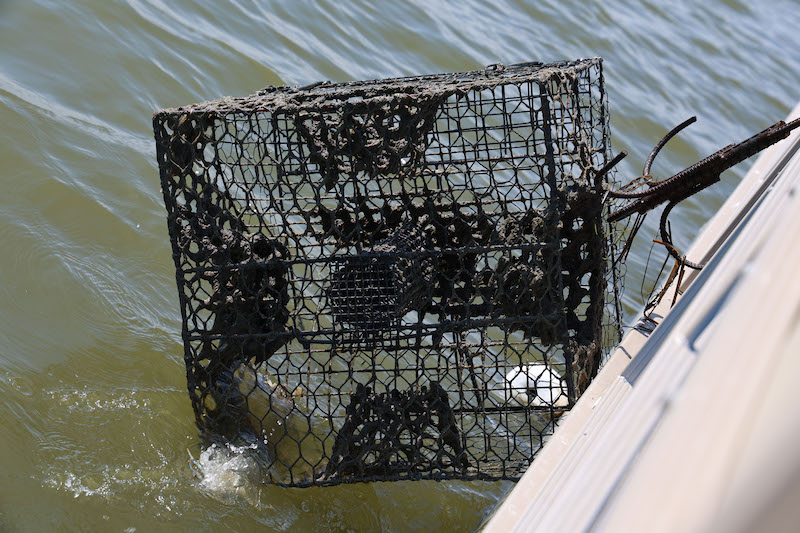 Lost or abandoned crab pots pose both environmental and navigational risks as they litter the seafloor, damage boat propellers and trap marine life. At an event hosted by UD’s Delaware Sea Grant, volunteers scooped 120 crab pots out of the Indian River.