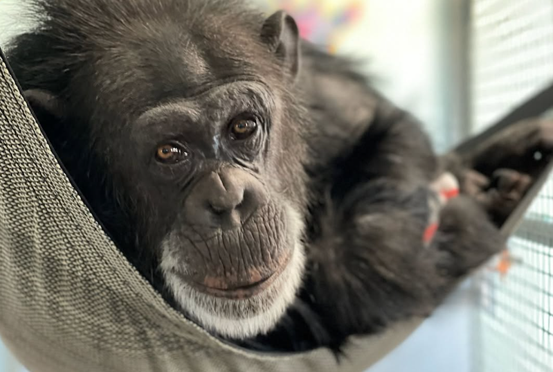 Maude is one of the chimps rescued through the Chimpanzees in Need fundraiser, with the help of UD alumna Erika Fleury and Jane Goodall. Maude is one of the chimps rescued through the Chimpanzees in Need fundraiser, with the help of UD alumna Erika Fleury and Jane Goodall.