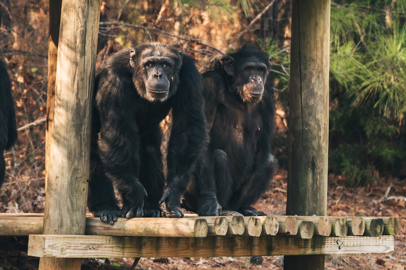December and Mocha are two of the chimps rescued through the Chimpanzees in Need fundraiser, with the help of UD alumna Erika Fleury and Jane Goodall. December and Mocha are two of the chimps rescued through the Chimpanzees in Need fundraiser, with the help of UD alumna Erika Fleury and Jane Goodall.