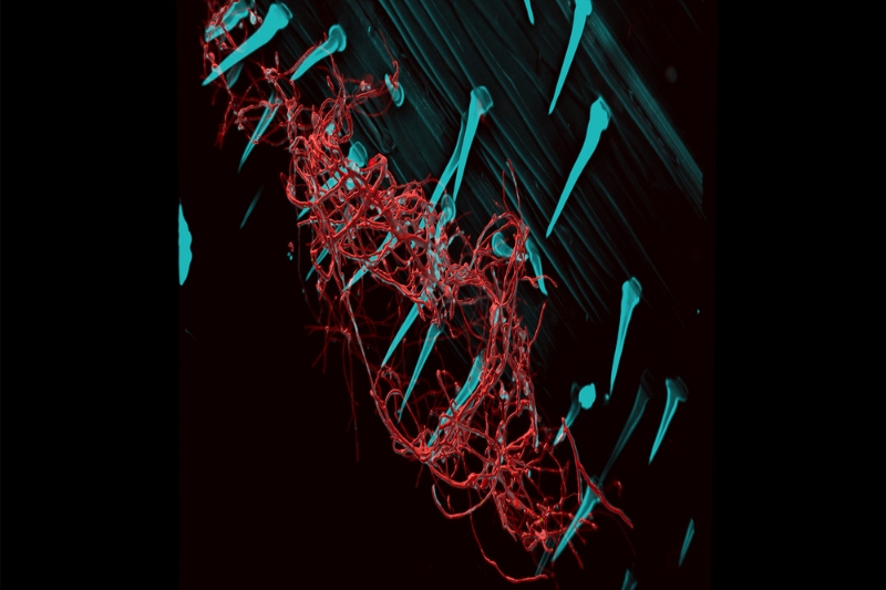 Wheat roots inoculated with benign bacteria Streptomyces coelicolor show the presence of bacteria on the leaf trichomes on day 10. The figure shows that the bacteria may adapt to an endophytic lifestyle in plants, meaning they could live inside plants. Wheat roots inoculated with benign bacteria Streptomyces coelicolor show the presence of bacteria on the leaf trichomes on day 10. The figure shows that the bacteria may adapt to an endophytic lifestyle in plants, meaning they could live inside plants.