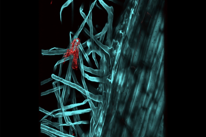 Wheat roots were inoculated with the benign bacteria Streptomyces coelicolor. The image shows the presence of bacteria on the root hairs on day 5. Wheat roots were inoculated with the benign bacteria Streptomyces coelicolor. The image shows the presence of bacteria on the root hairs on day 5.