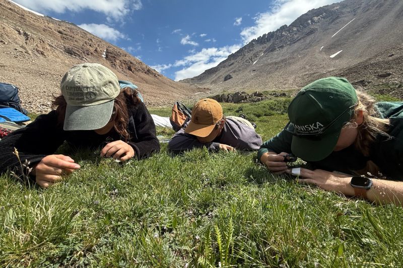 Fox worked with other interns and Betty Ford staff to key out plants in the alpine. Using magnifying glasses, they were able to identify trifolium nanum, a rare and tiny plant that had not been found in that specific valley yet. Fox worked with other interns and Betty Ford staff to key out plants in the alpine. Using magnifying glasses, they were able to identify trifolium nanum, a rare and tiny plant that had not been found in that specific valley yet.