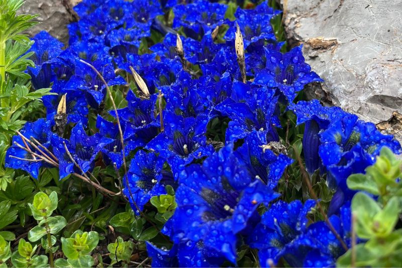 The plant and shrub species Fox worked with over the summer, spanned from penstemons to gentians (pictured) to spruce trees. The plant and shrub species Fox worked with over the summer, spanned from penstemons to gentians (pictured) to spruce trees.