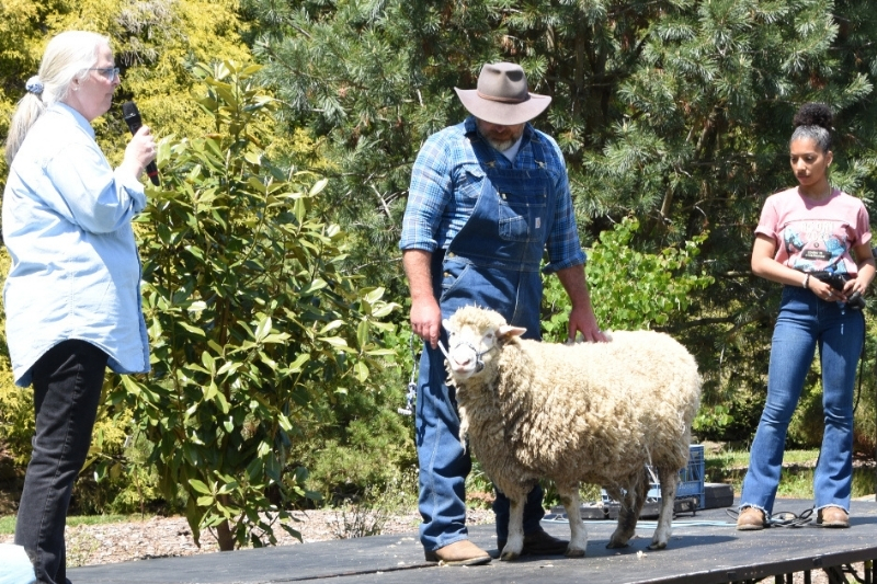 Sheep shearing at Ag Day