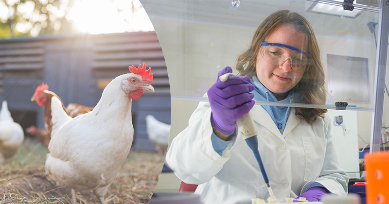 Casey Epstein, a senior animal biosciences major, extracts DNA for a PCR test. The lab technique helps detect infectious diseases.
