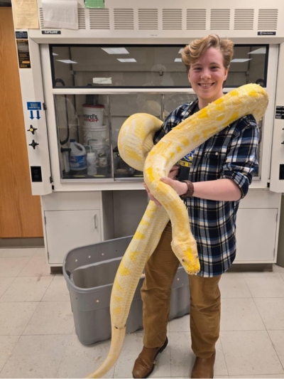 The lab portion of UD’s herpetology course (ENWC 424) offers opportunities to study live reptiles and amphibians in the classroom. Nat Moore, junior and president of the Delaware Herpetology Club, poses with an albino Burmese python. 