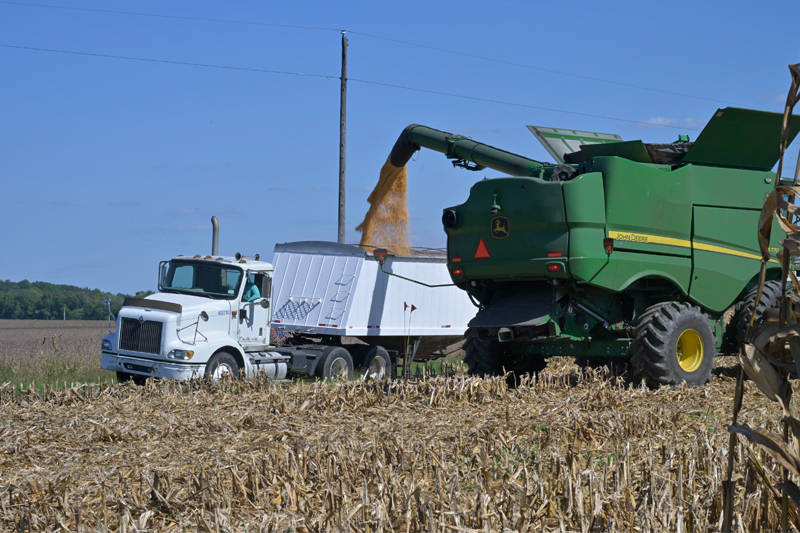 In the fall, corn is harvested by combine and carried off for sale to local grain operators. 