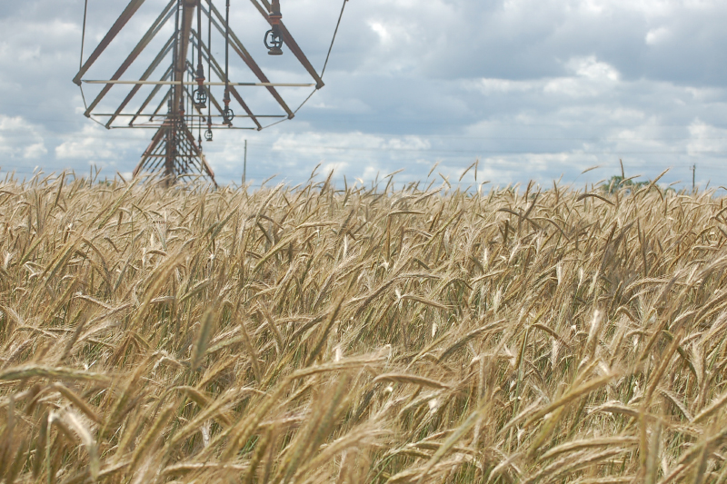 53,000 acres of winter wheat were planted in Delaware in 2025, according to the United States Department of Agriculture (USDA). 