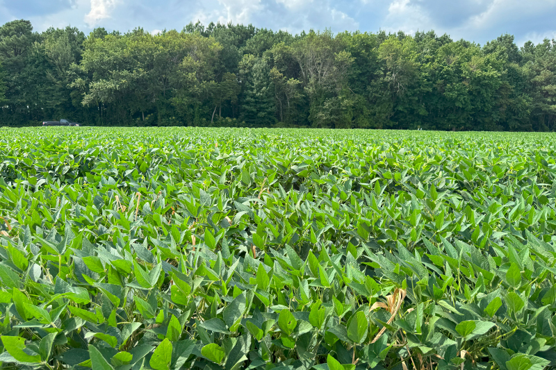 Soybeans are a mainstay crop in the First State. According to the USDA, Delaware farmers planted 140,000 acres of soybeans.