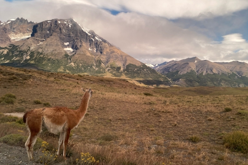A guanaco stands immersed in the breathtaking beauty of the Torres del Paine area, surrounded by one of Patagonia’s most stunning landscapes.