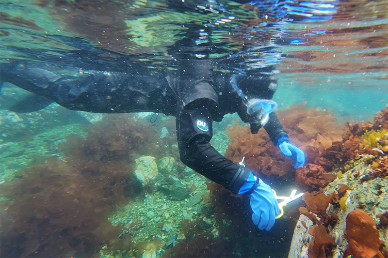 TreVaughn Ellis, a doctoral student at the University of Delaware, collects underwater samples to help aid his research on characterizing the microbial symbiotes living on the surfaces of algae. The extreme conditions, such as long polar nights, extreme cold and limited nutrients, when combined with global warming, increasing water freshening events and changing water chemistry, suggest a highly specialized microbial suite adapted to the conditions. 
