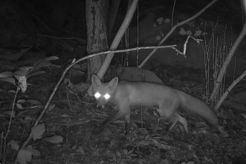 A camera trap records a red fox at Brandywine Creek State Park 