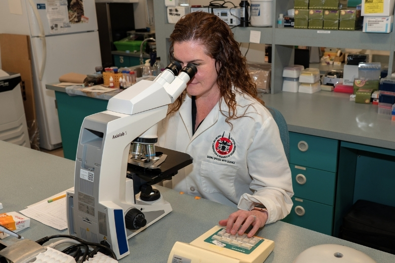 Curry works with blood samples taken from zoo polar bears. “We can learn a ton from our zoo polar bears, and then we can apply that knowledge to conserving wild polar bear populations,” said Curry, who has collaborated with numerous national and international partners in her work. 