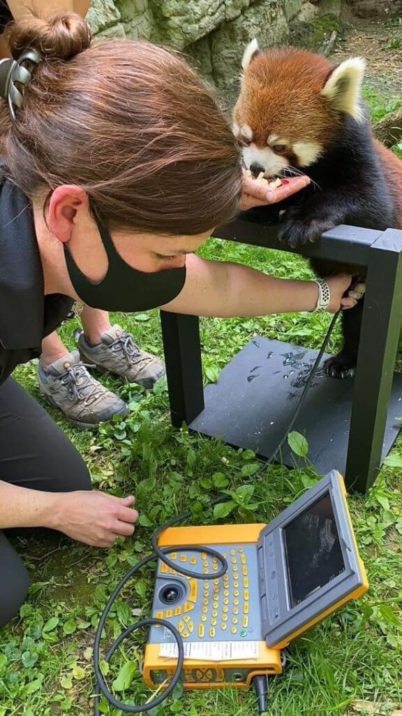 Curry performs an ultrasound on a red panda. She serves as research advisor to the Red Panda Species Survival Plan. 