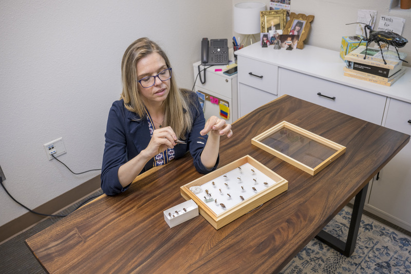 Jennifer K. Peterson, UD assistant professor and medical entomologist, was contacted by an American couple that believed one of them had been bitten by a kissing bug while on vacation in Lisbon. The particular species, native to the southwestern U.S. and northwestern New Mexico, became the centerpiece of a scientific investigation Peterson worked on with students in her Medical Entomology course. 